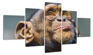 Opice - obrazy (125x70cm)