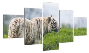Tygr - obraz (125x70cm)