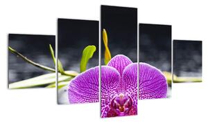 Květ orchideje - obraz (125x70cm)