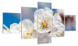 Květ třešně - obraz (125x70cm)