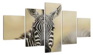 Zebra - obraz (125x70cm)