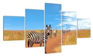 Zebra na cestě - obraz (125x70cm)