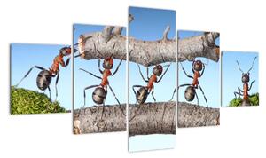 Obraz mravenců (125x70cm)