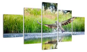 Fotka lovícího orla - obraz (125x70cm)