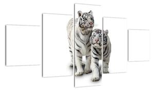 Tygr bílý - obraz (125x70cm)