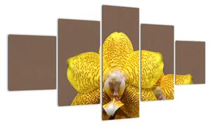 Žlutá orchidej - obraz (125x70cm)