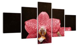 Růžová orchidej - obraz (125x70cm)