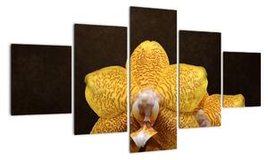 Obraz orchideje (125x70cm)