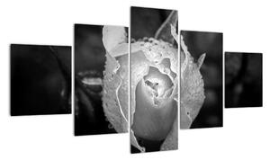 Obraz černobílé růže (125x70cm)
