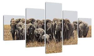 Stádo slonů - obraz (125x70cm)