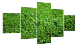 Detail trávy - obraz (125x70cm)