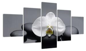 Květ orchideje - moderní obraz (125x70cm)