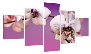 Moderní obrazy - orchidej (125x70cm)