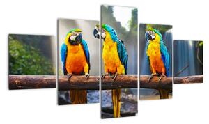 Obraz - papoušci (125x70cm)