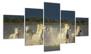 Cválající koně, obraz (125x70cm)