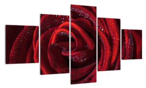 Detail růže, obraz (125x70cm)