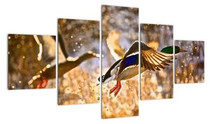 Letící kachny - obraz (125x70cm)