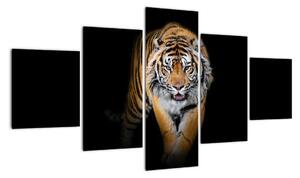 Tygr, obraz (125x70cm)