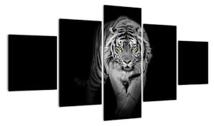 Tygr černobílý, obraz (125x70cm)
