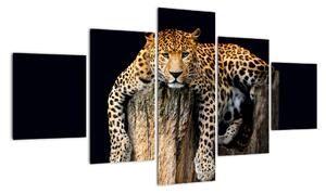 Leopard, obraz (125x70cm)