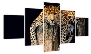 Leopard, obraz (125x70cm)