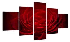 Makro růže - obraz (125x70cm)