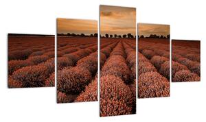 Květinové pole - obraz (125x70cm)