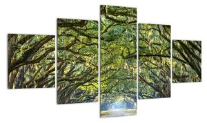 Aleje stromů - obraz (125x70cm)