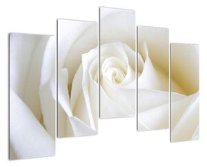Obraz bílé růže (125x90cm)