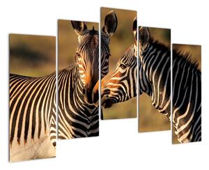 Obraz - zebry (125x90cm)