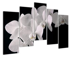 Obraz - bílé orchideje (125x90cm)