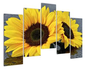 Obraz slunečnice (125x90cm)