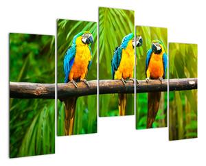 Moderní obraz - papoušci (125x90cm)
