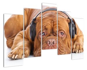 Moderní obraz - pes se sluchátky (125x90cm)