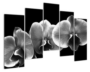 Černobílý obraz - orchidej (125x90cm)