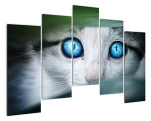 Obraz kočky, zářivé oči (125x90cm)