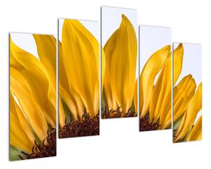 Obraz květu slunečnice (125x90cm)