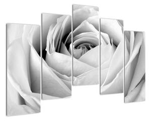 Černobílý obraz růže (125x90cm)