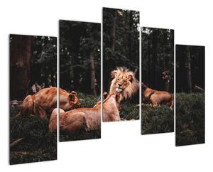 Obrazy - lvi v lese (125x90cm)