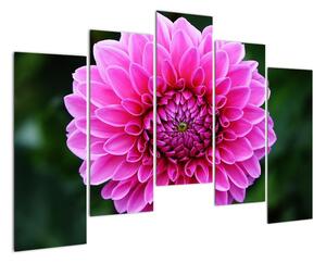 Obraz růžového květu (125x90cm)