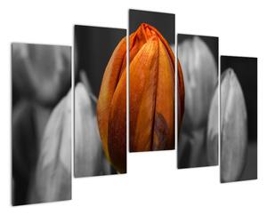 Oranžový tulipán mezi černobílými - obraz (125x90cm)