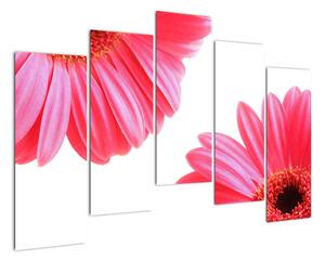 Obraz květin - astra (125x90cm)