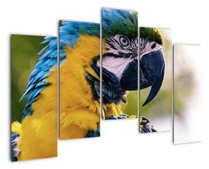Obraz - papoušek (125x90cm)