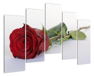 Obraz rudé růže (125x90cm)