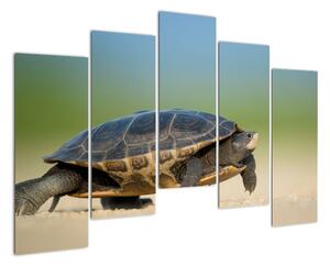 Obraz želvy - moderní obrazy (125x90cm)