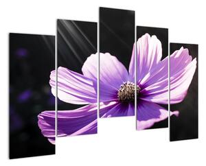 Obraz fialového květu (125x90cm)