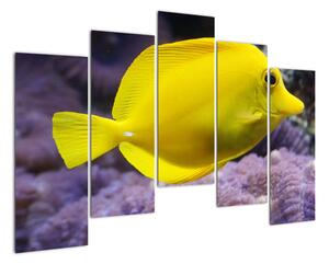 Obraz - žluté ryby (125x90cm)
