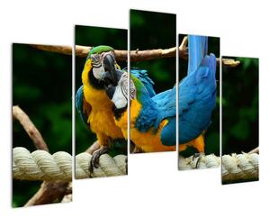 Obraz papoušků na laně (125x90cm)
