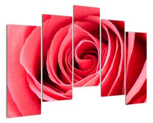 Obraz červené růže (125x90cm)