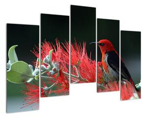 Obraz ptáků - červená (125x90cm)